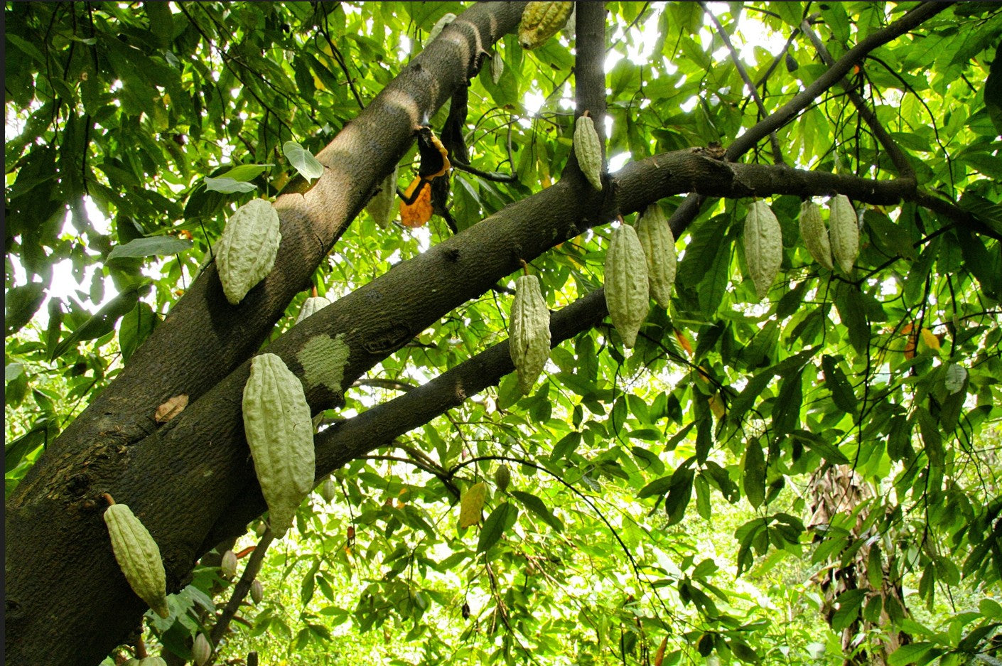 Caffè Corsini | Pianta del cacao, origini, curiosità e frutti da scoprire