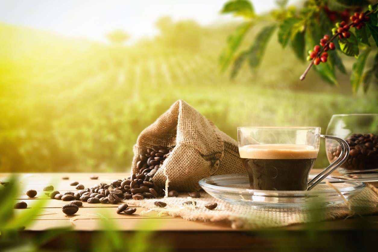 Il caffè biologico: tutto quello che devi sapere sulla coltivazione bio_Caffè Corsini
