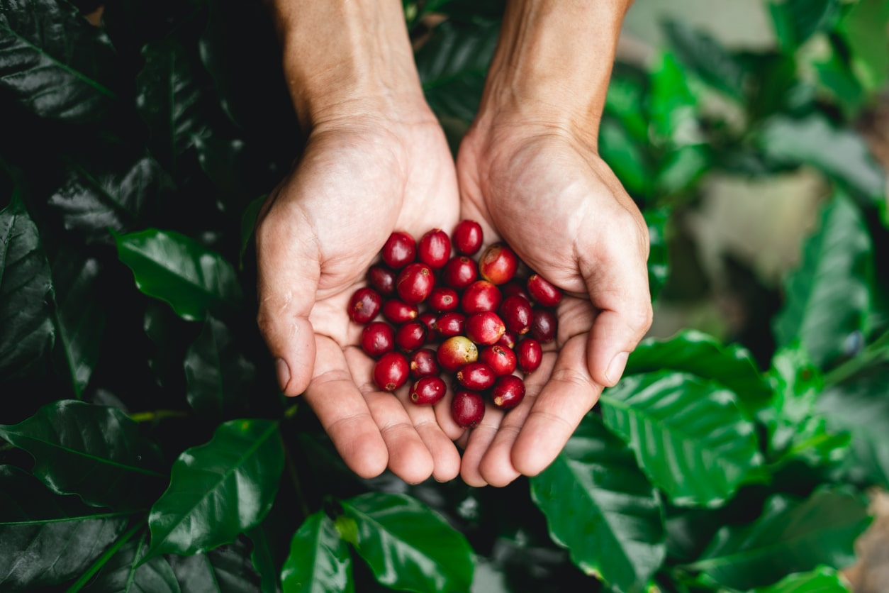 Come si coltiva e si ottiene il miglior caffè? Scoprilo nel blog di Caffè Corsini